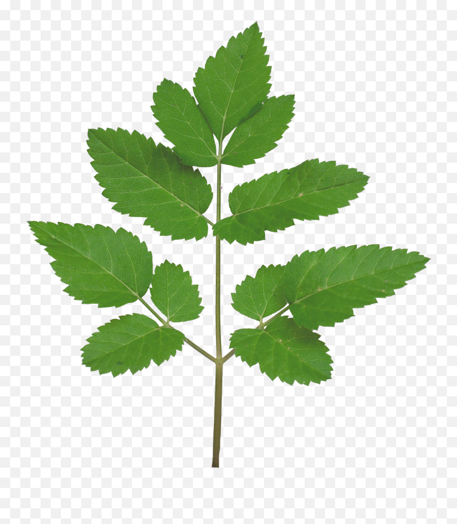Branch Texture Png - Tree Branch Leaf Texture,Vegetation Png