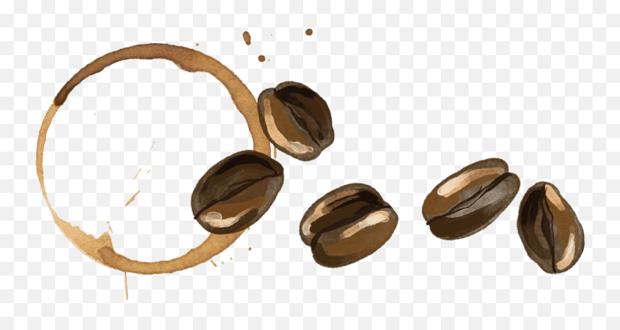 Coffee Bean Stain - White Walnut Png,Coffee Stain Png