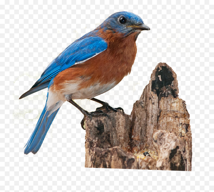 Blue Bird Png 4 Image - Eastern Bluebird Png,Blue Bird Png