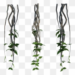 Vines Jungle Leaves - Tanaman Rambat Kayu Hutan Png,Jungle Leaves Png