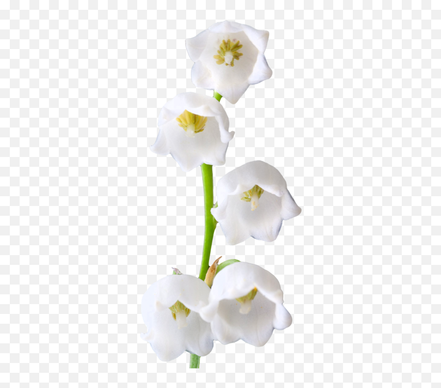 Lily Of The Valley Png Photos Mart - Lily Of The Valley Png,Lily Transparent Background