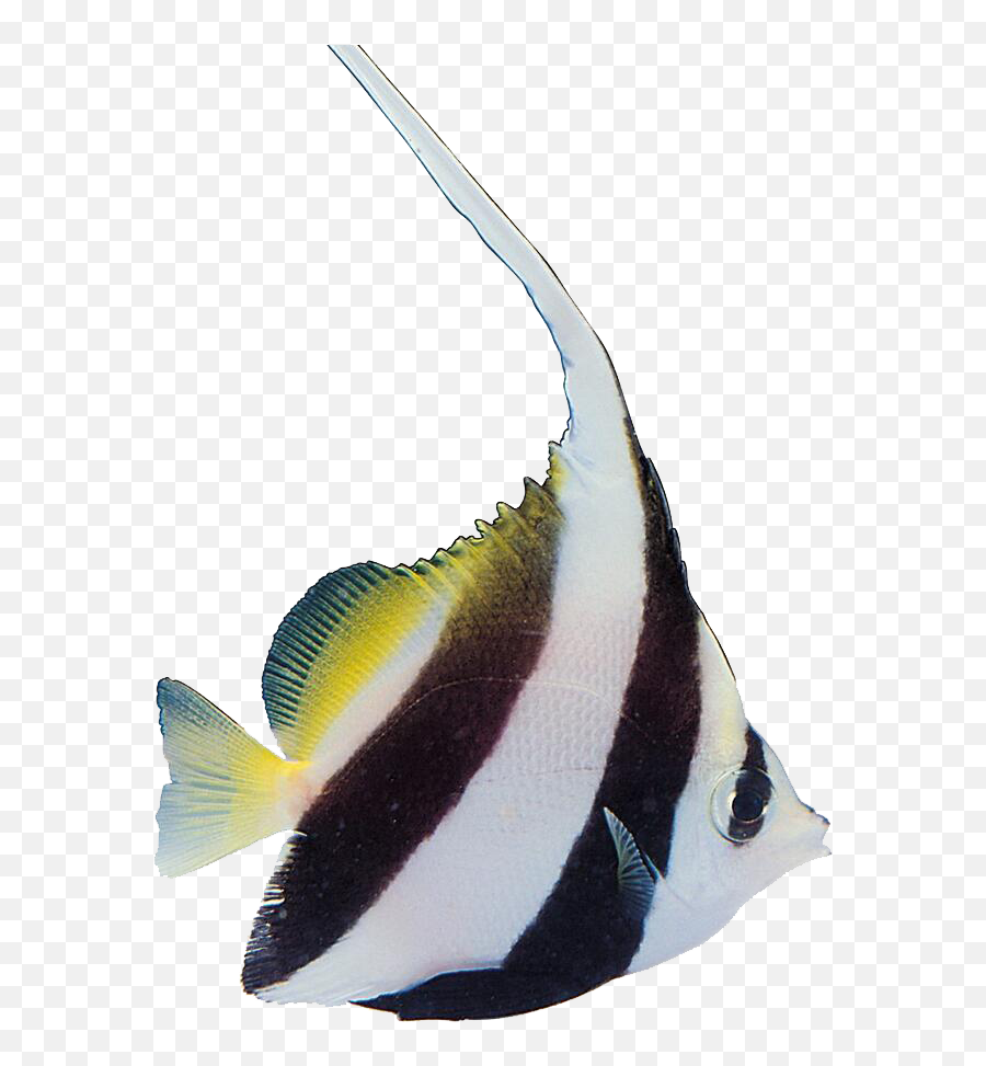 Tropical Fish Carassius Auratus Aquatic - Tropical Fish Png,Tropical Fish Png