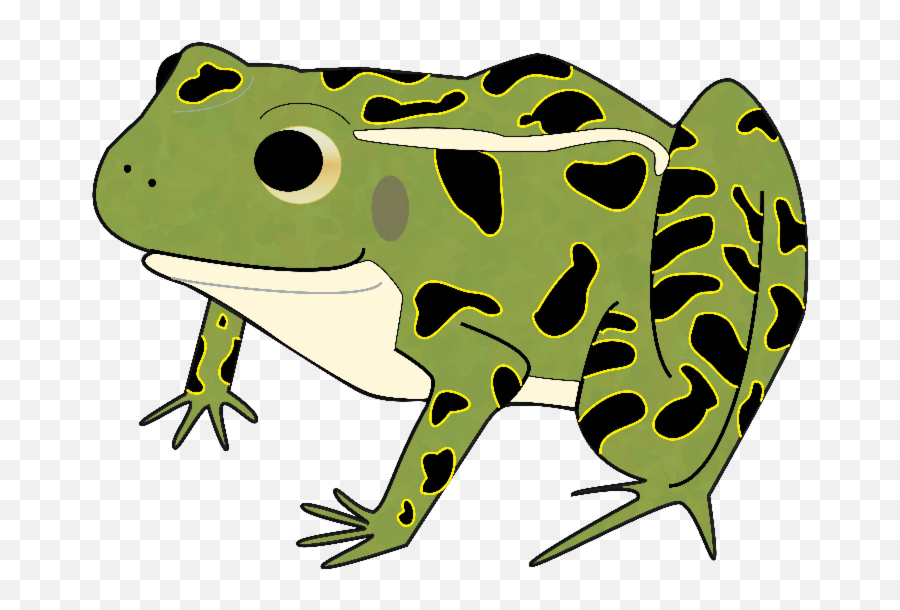 Clipart Free Download Bullfrog Drawing Kid - Leopard Frog Northern Leopard Frog Cartoon Png,Frog Clipart Png