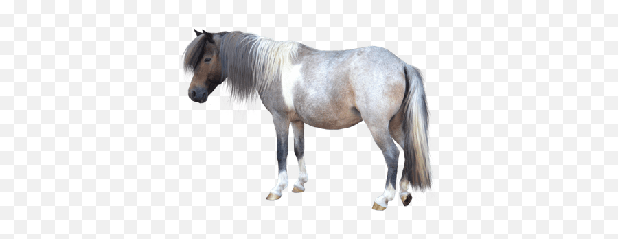 Small Horse Transparent Png - Stickpng Small Horse White Background,Horse Transparent Background