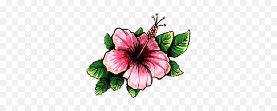Hibiscus Blood Brothers Wiki Fandom - Transparent Hibiscus Flower Drawing Png,Hibiscus Png