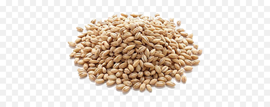 Barley Grain Transparent - Barli Rice Png,Barley Png