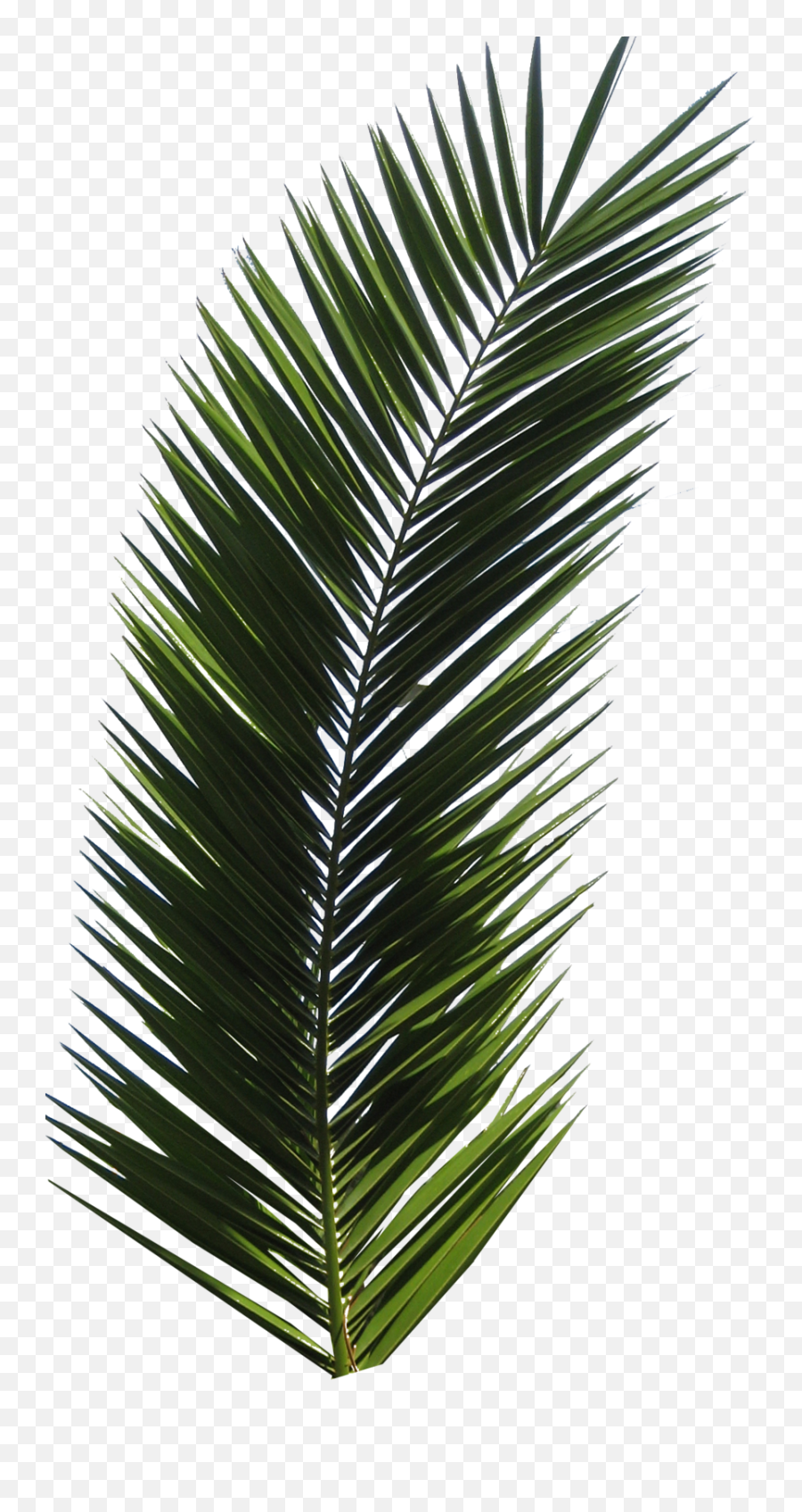 Palm Tree Png Image 2499 - Real Palm Leaf Png,Palmtree Png
