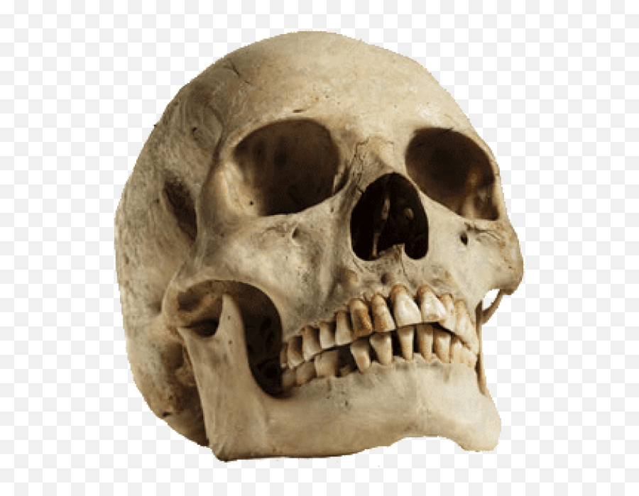 Free Png Download Human Skull Looking - Human Skull Png,Human Skull Png