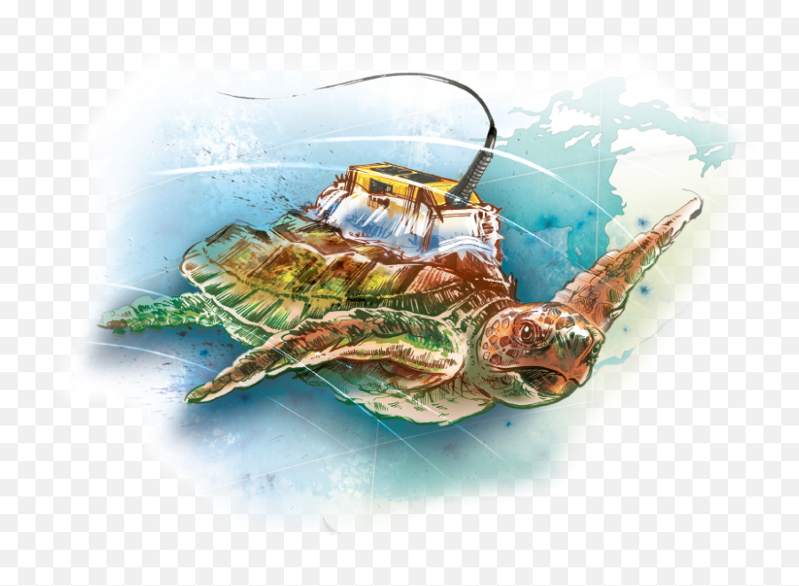 Uncovering The Mysteries Of Sea Turtle Migration - Ucf Illustration Png,Sea Turtle Png