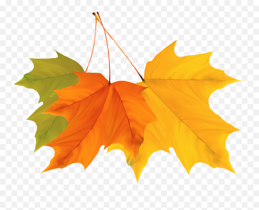Maple Leaf Autumn - Colorful Autumn Leaves Design Vector Imagens Coloridas Para Imprimir De Outono Png,Fall Leaves Png Transparent