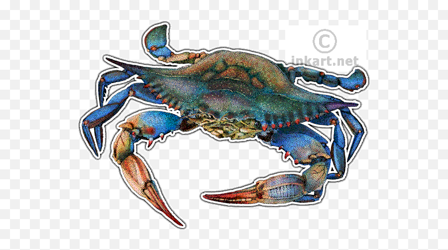 Atlantic Blue Crab Decal - Maryland Blue Crab Illustration Png,Blue Crab Png