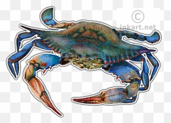 Atlantic Blue Crab Decal - Maryland Blue Crab Illustration Png,Blue Crab Png