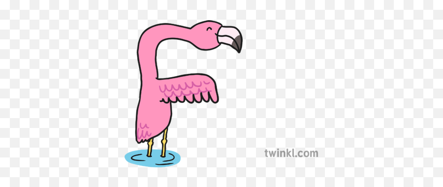 Flamingo Illustration - Twinkl Flamingo Twinkl Png,Flamingo Png