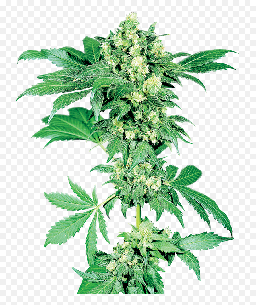 Maple Leaf Indica Regular Cannabis Seeds U2013 Sensi - Cannabis Seeds Male Or Female Png,Hemp Leaf Png