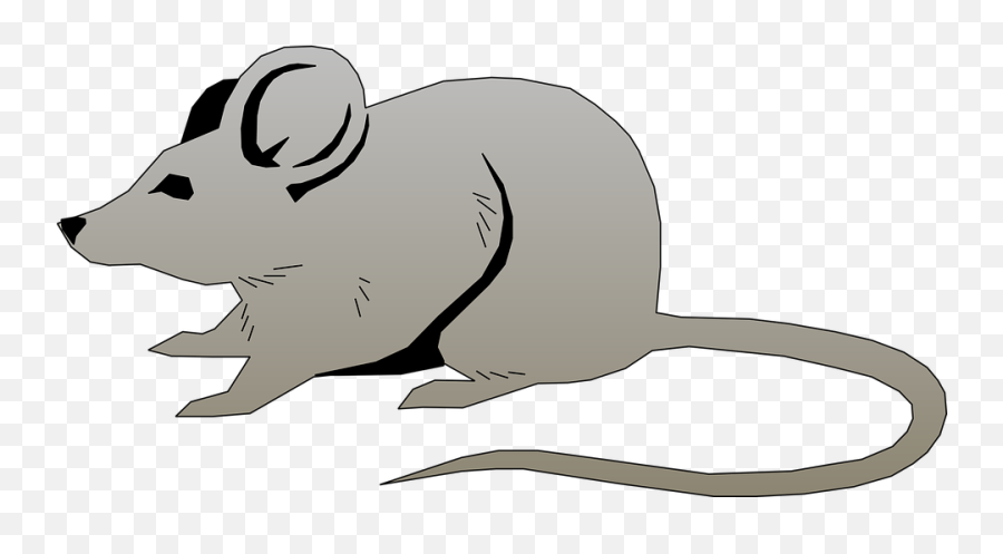 Download Mouse Pet Animals Mammal Rodent Wildlife - Mouse Clipart Png,Rodent Png