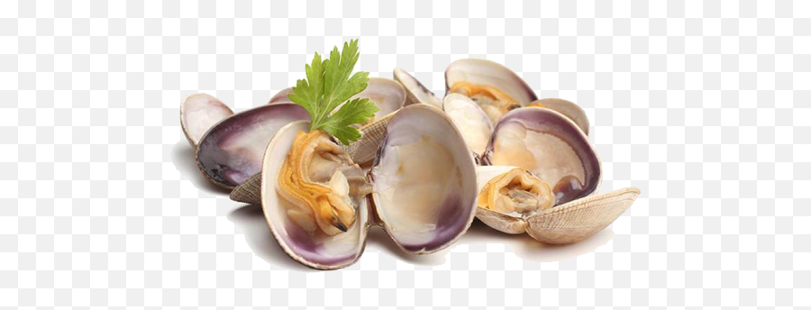 Clams Png Picture - Clams,Clam Png