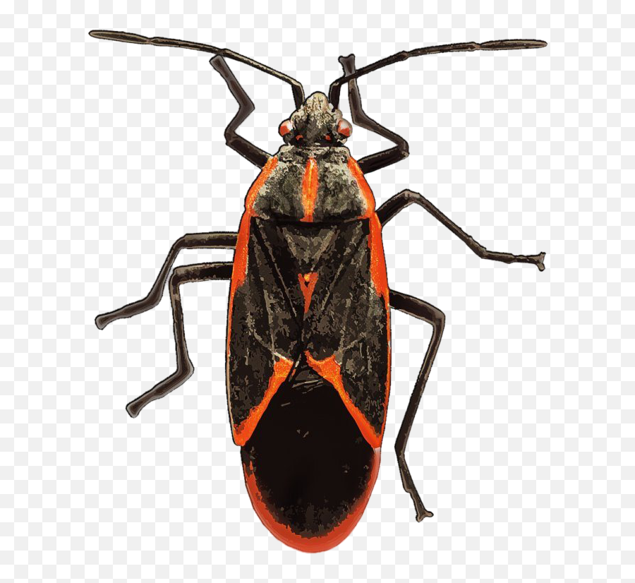True Bug Insect Png Free Download - Box Elder Bug,Bugs Png