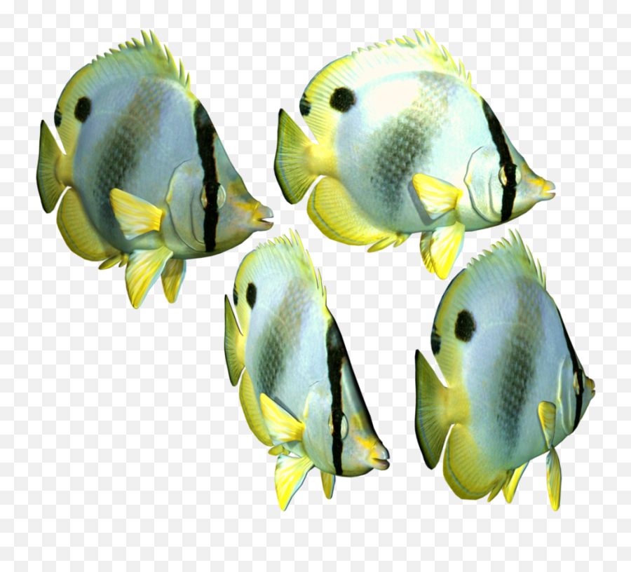 Sea Fish Png 6 Image - Tropical Fish Png,Ocean Fish Png