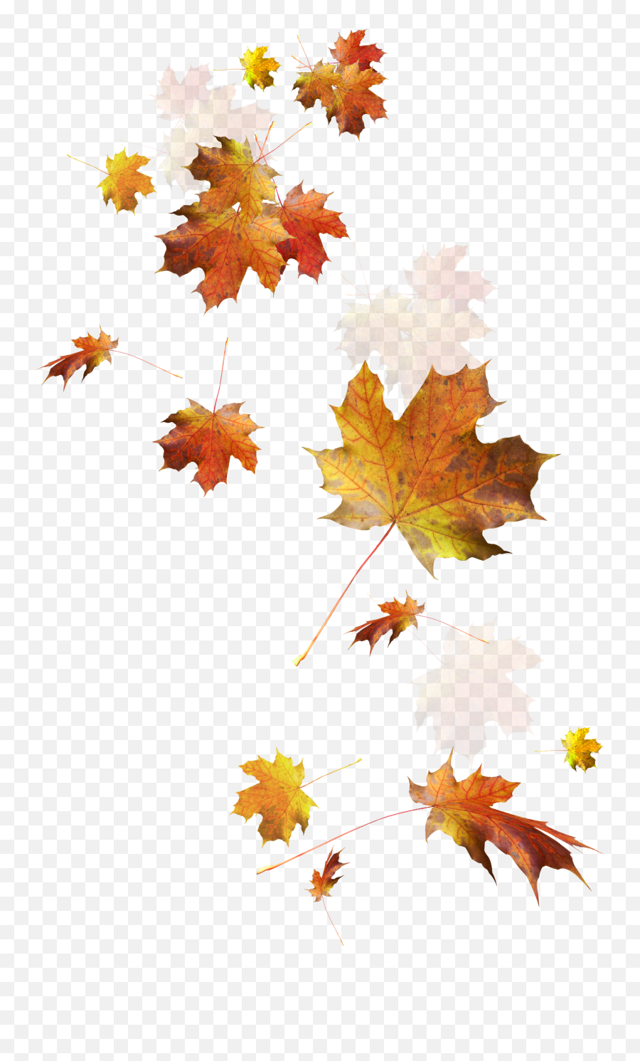Autumn Leaves Leaf Color - Fall Autumn Leaves Png,Falling Leaves Transparent