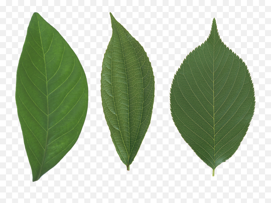 Green Leaf Png - Single Transparent Green Leaf Png,Leaf Png