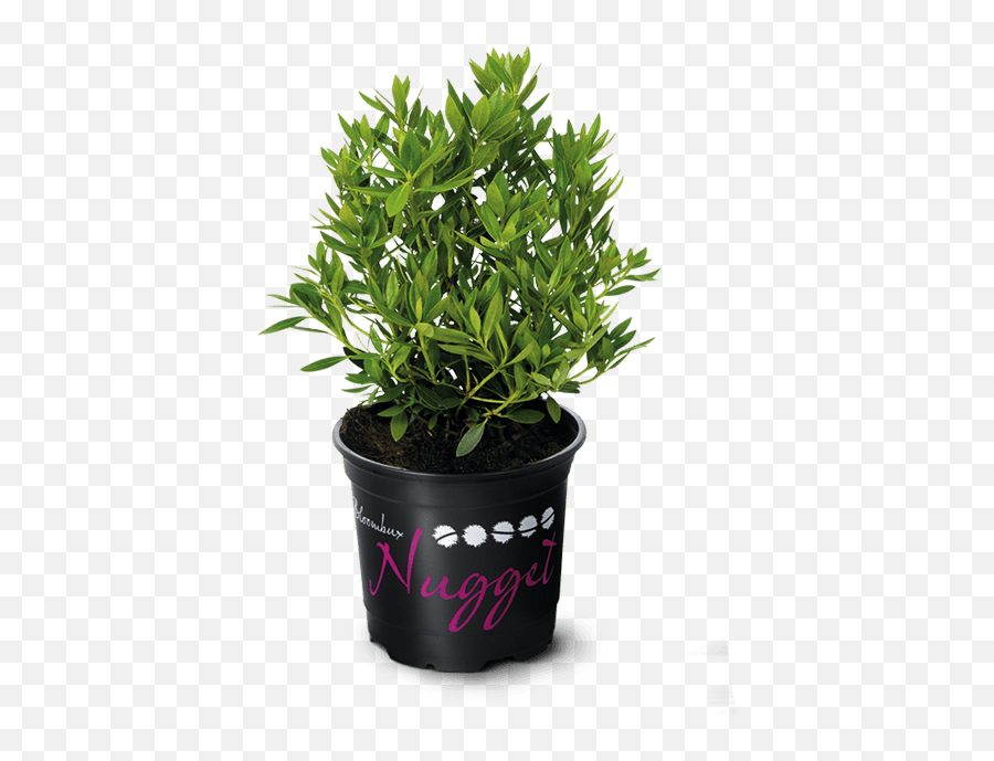 Download Hd Nugget By Bloombux Ideal For Flower Bed Edges - Flowerpot Png,Flower Bed Png