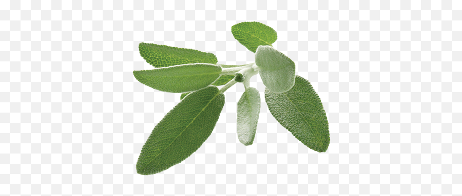 Sage Png 6 Image - Transparent Sage Leaf Png,Sage Png