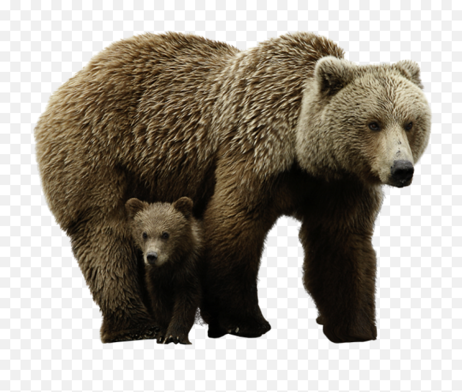Download Bear Png Image For Free - Bear Png,Grizzly Bear Png