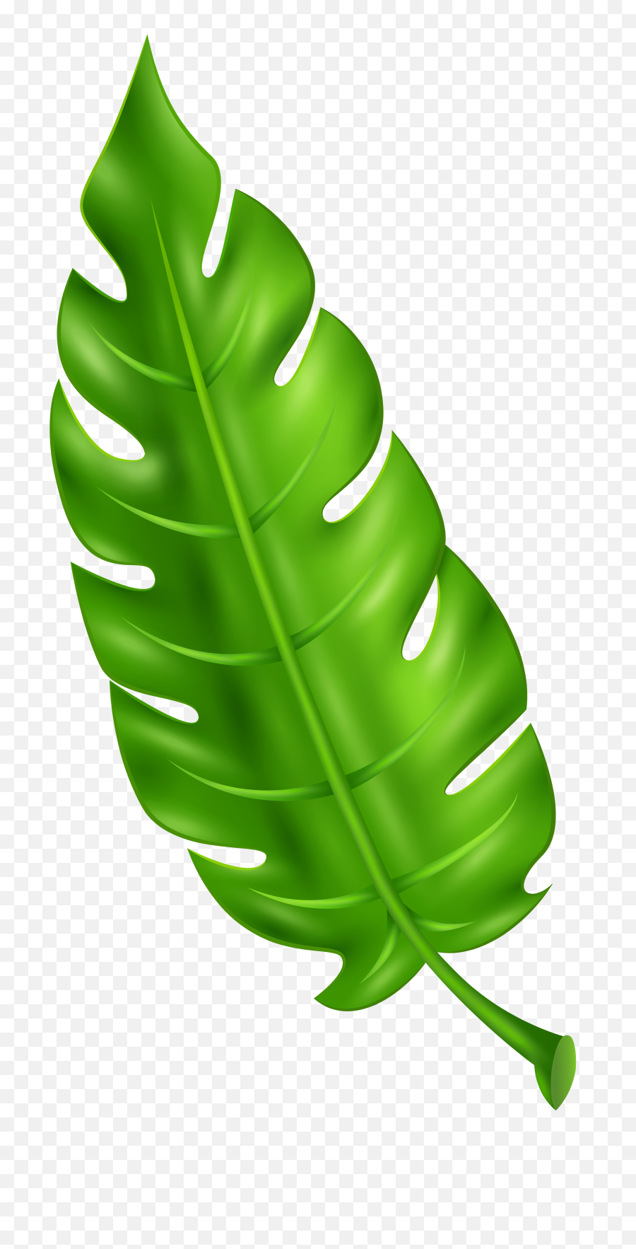 Download Exotic Green Leaf Clip Art Png Leaves Clipart
