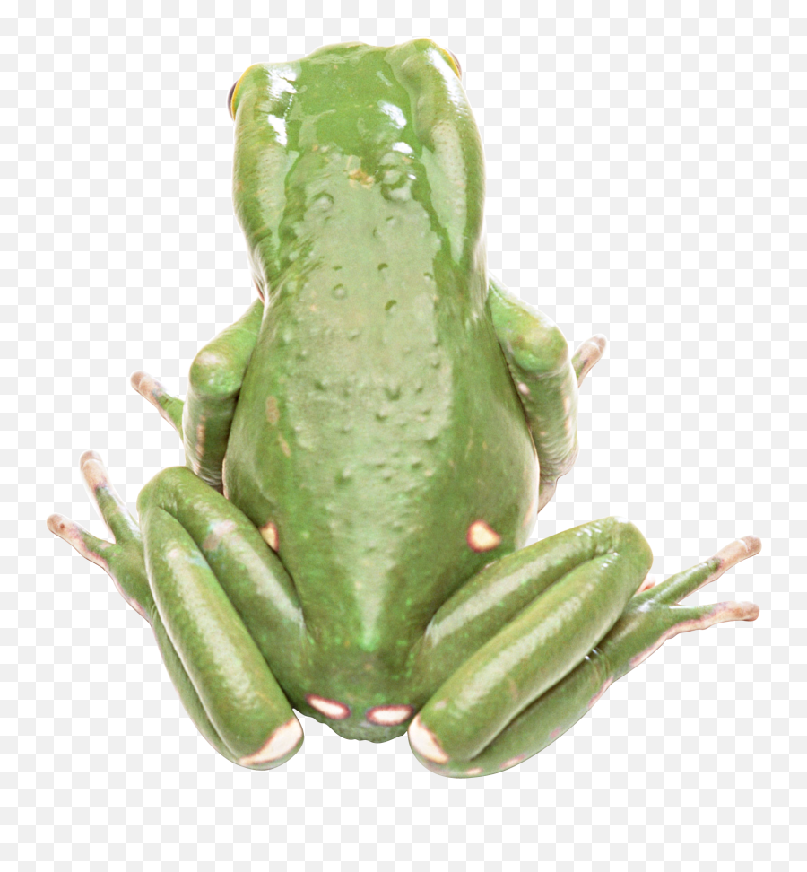 Frog Png Transparent Background