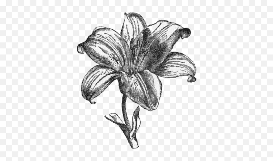 Lily A Morality Play Cassie Rocks Early Drama - Black Lily Transparent Background Png,Lily Transparent Background