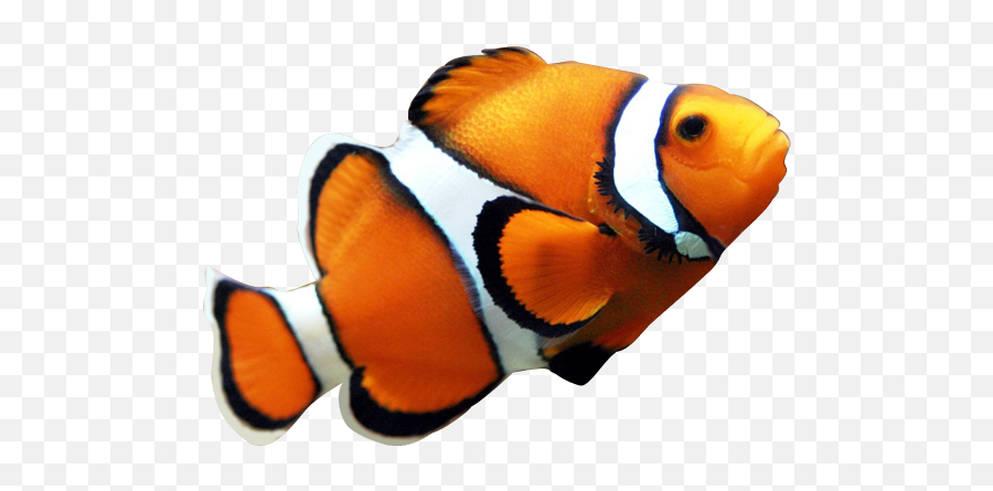 Realistic Clipart Fish - Clown Fish Png,Tropical Fish Png