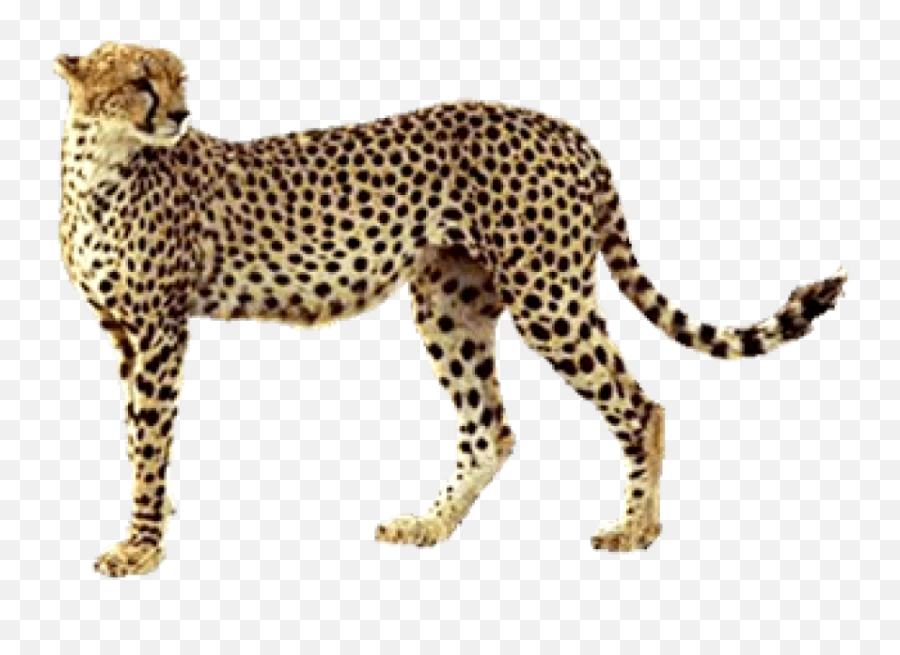 Free Transparent Png Images On Cheetah