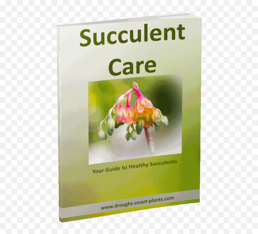 Succulent Care Handbook - How To Care For Succulents Patient Participation Group Png,Succulents Png