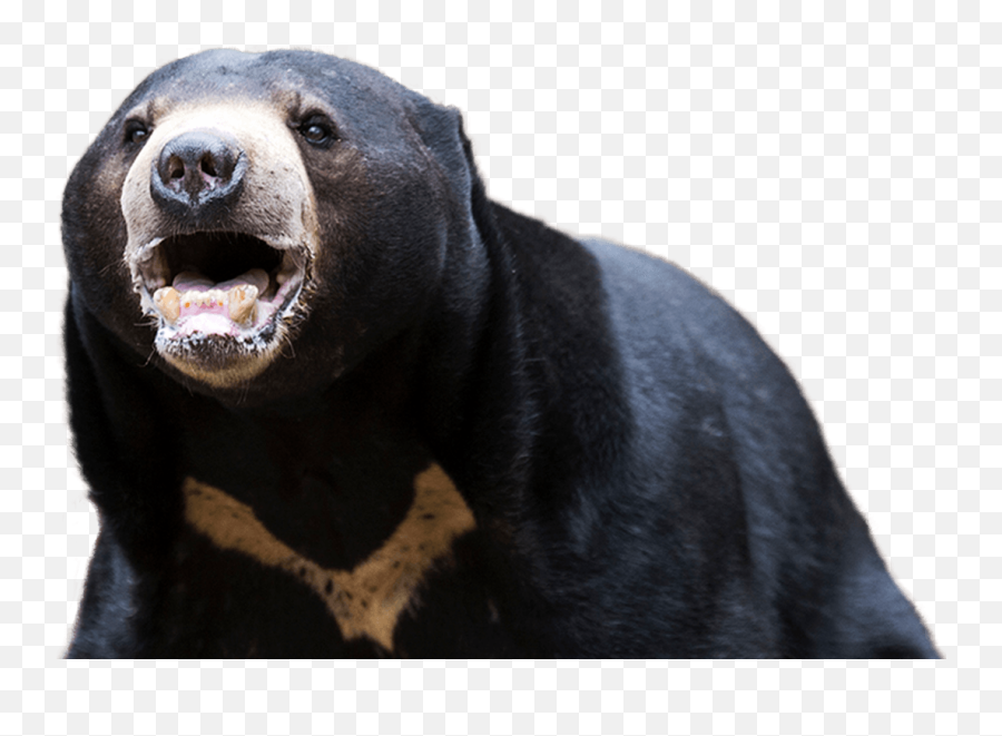 American Black Bear Png Transparent Background - Sun Bear,Bear Transparent