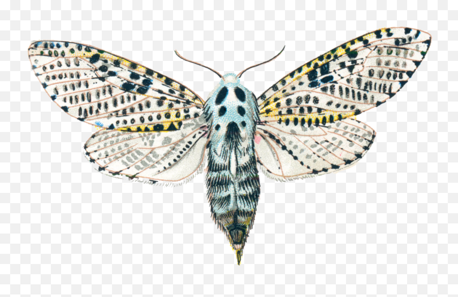 Filezeuzera Pyrinapng - Wikipedia Zeuzera Pyrina,Moth Png