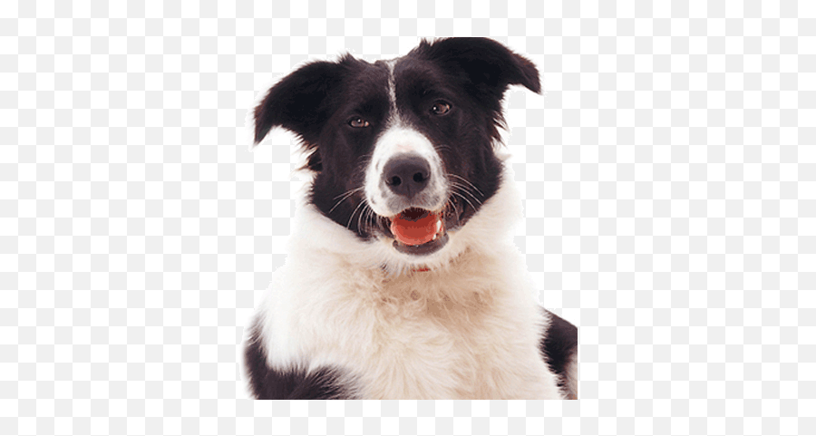 Border Collie Fan Lovecollies Twitter - Dog Catches Something Png,Border Collie Png
