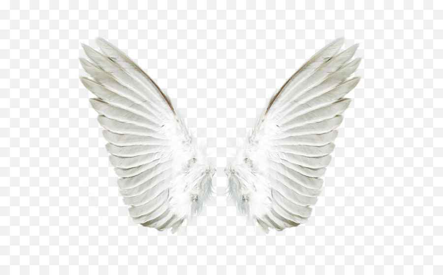Png Images Free Download Angel Wings - Asas De Anjo Png,Black Angel Wings Png