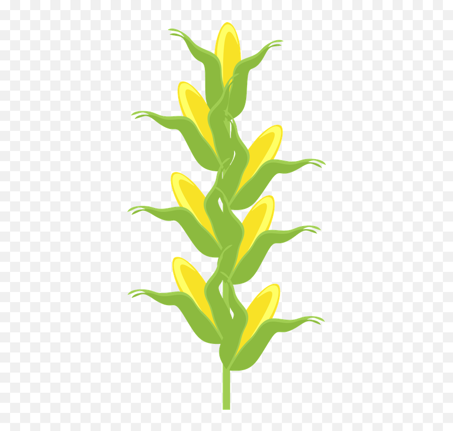 Fazenda - Pé De Milho Png,Corn Stalk Png