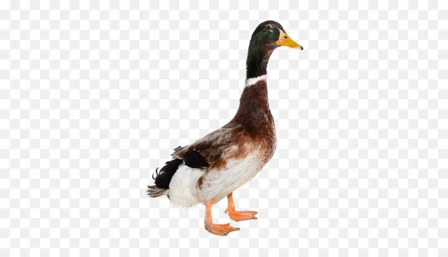 Duck Png Images - Duck Png,Ducks Png