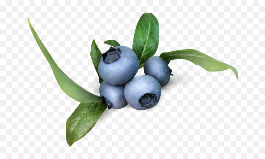 Fresh Organic Blueberries Falconglen Farms - Bilberry Png,Blueberry Transparent Background