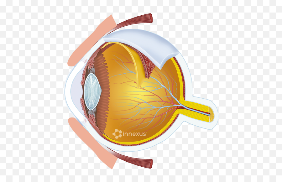 Interactive Eye Bogan Eyecare Center - Macula Lutea Fovea Centralis Png,Eye Ball Png