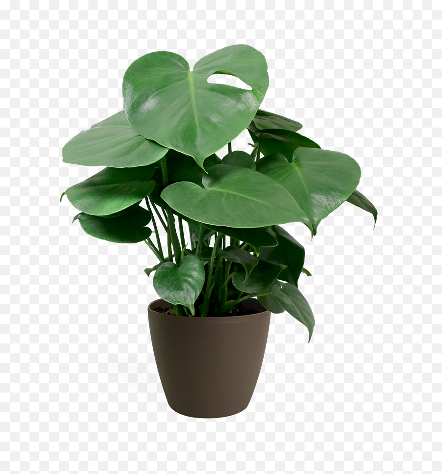 Download Transparent Small Plant Png - Small Monstera Deliciosa,Indoor Plant Png