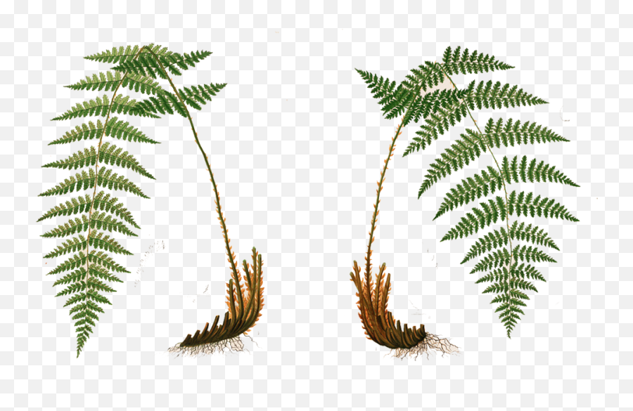 Ivy Creek Foundation Flora And Fauna - Fougere Illustration Png,Ferns Png