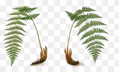 Ivy Creek Foundation Flora And Fauna - Fougere Illustration Png,Ferns Png
