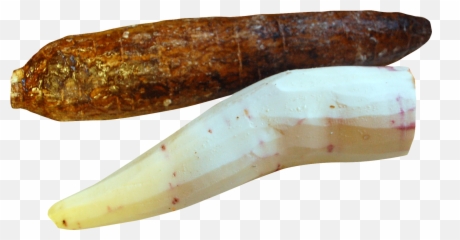 Cassava Peeled Png Image For Free Download - Png Cassav,Tusk Png