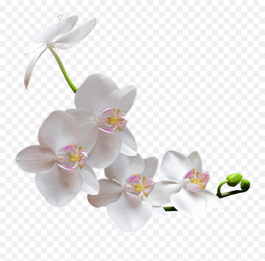 White Orchid Transparent Png - White Orchid Png,Orchid Png