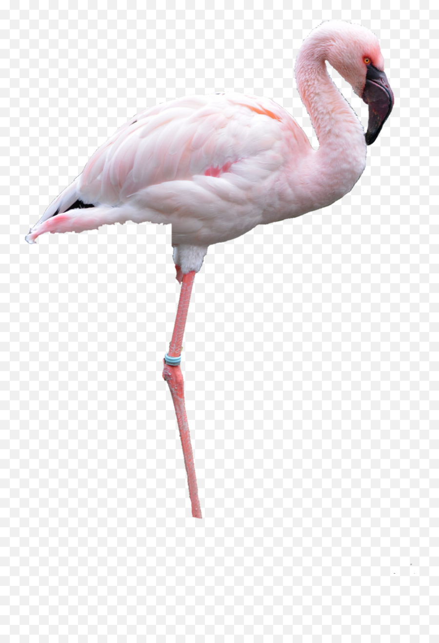 Flamingo Png Nobackground Sticker By Daniel Barros - Greater Flamingo,Flamingo Png