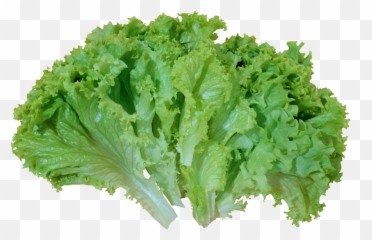 Lettuce Transparent Background - Iceberg Green Romaine png