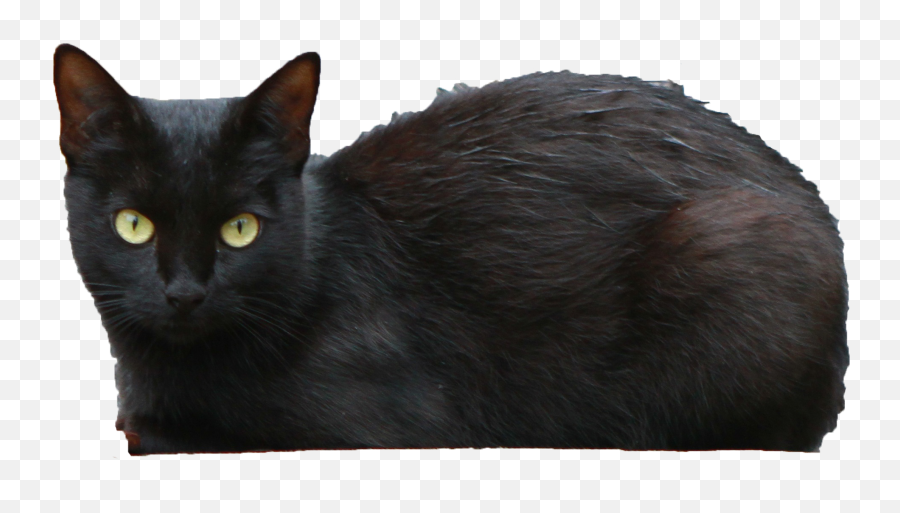 Download Black Cat Transparent Png