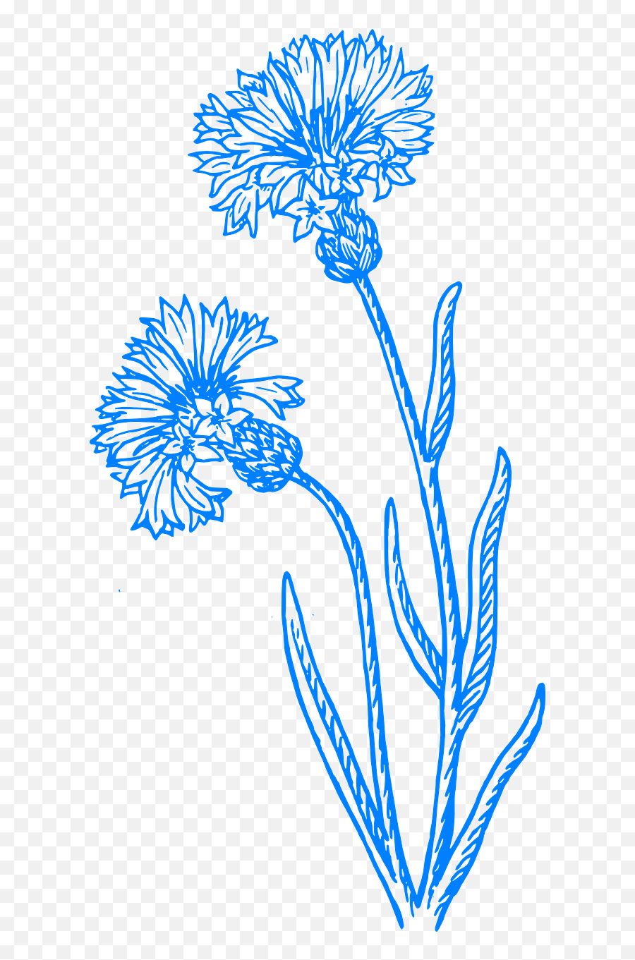 Flower Blue Flowers - Cornflower Drawing Png,Flower Graphic Png